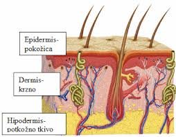Na slici su prikazani regioni koze.