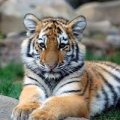 TIgar